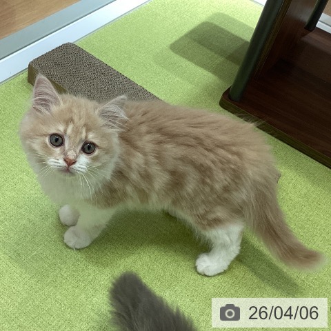 福岡県のマンチカン (ペットプラス MARK IS 福岡ももち店/2026年1月19日生まれ/男の子/クリームタビーホワイト)の子猫の4枚目の画像