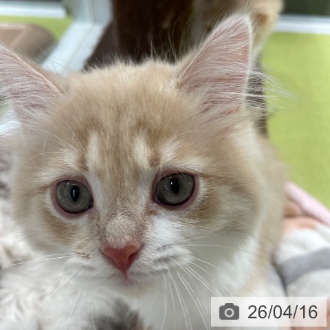 福岡県のマンチカン (ペットプラス MARK IS 福岡ももち店/2026年1月19日生まれ/男の子/クリームタビーホワイト)の子猫の3枚目の画像