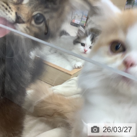 マンチカンの写真