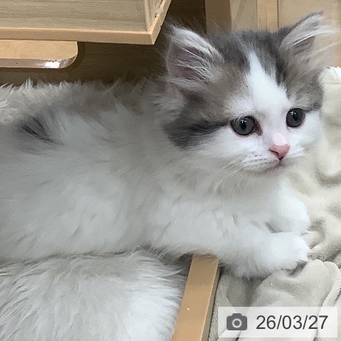 マンチカンの写真