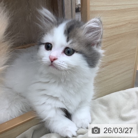 マンチカンの写真