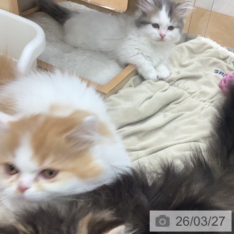 マンチカンの写真