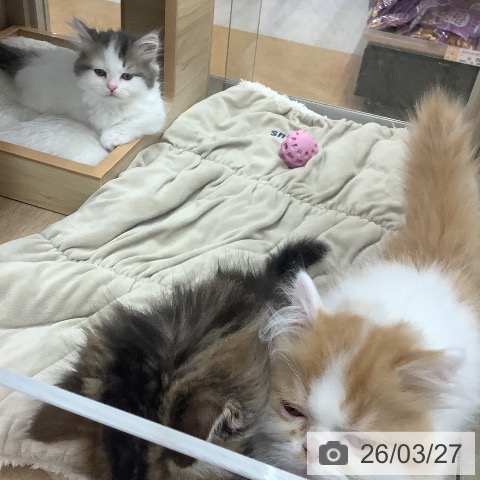 マンチカンの写真