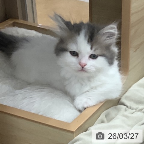 マンチカンの写真