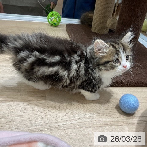 マンチカンの写真