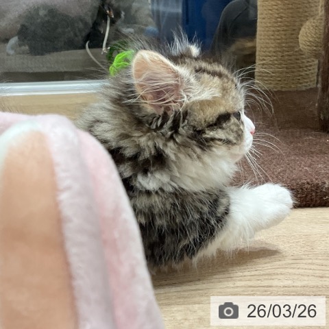 マンチカンの写真