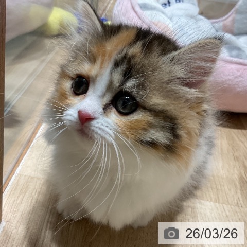 マンチカンの写真