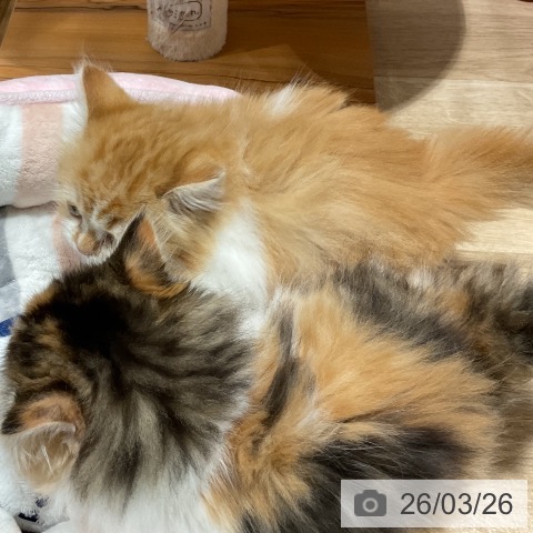 マンチカンの写真