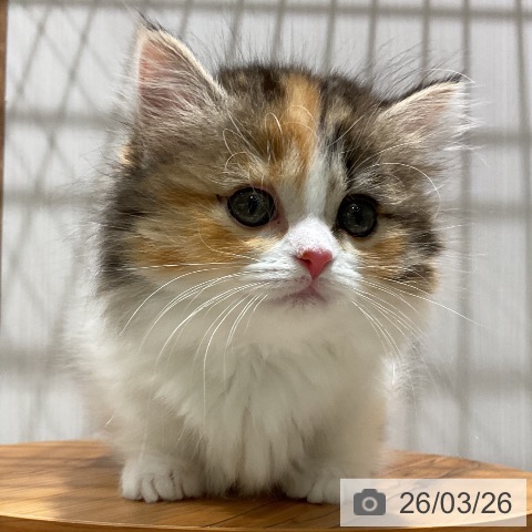 マンチカンの写真