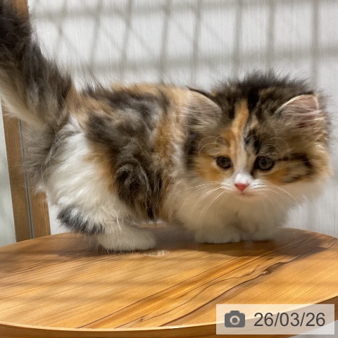 マンチカンの写真