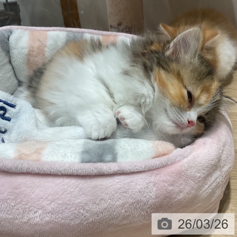 マンチカンの写真