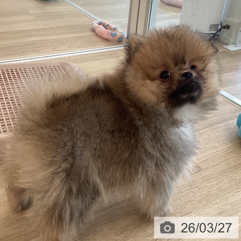 福岡県のポメラニアン (ペットプラス ららぽーと福岡店/2026年1月19日生まれ/男の子/オレンジ)の子犬の4枚目の画像