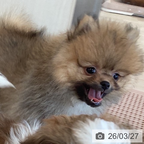 福岡県のポメラニアン (ペットプラス ららぽーと福岡店/2026年1月19日生まれ/男の子/オレンジ)の子犬の3枚目の画像