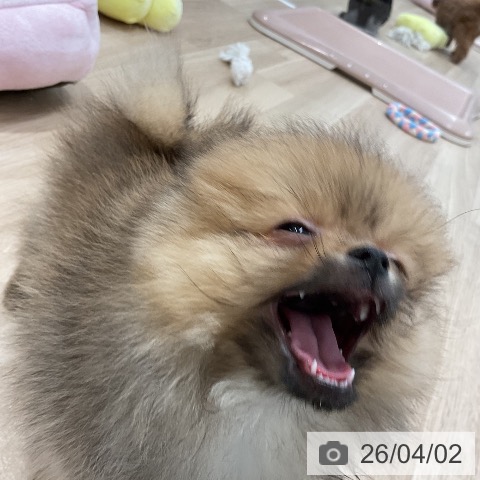 ポメラニアンの写真