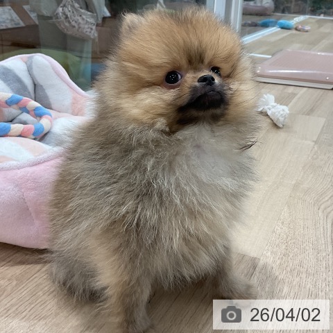 福岡県のポメラニアン (ペットプラス 八幡東店/2026年1月19日生まれ/男の子/オレンジ)の子犬の4枚目の画像