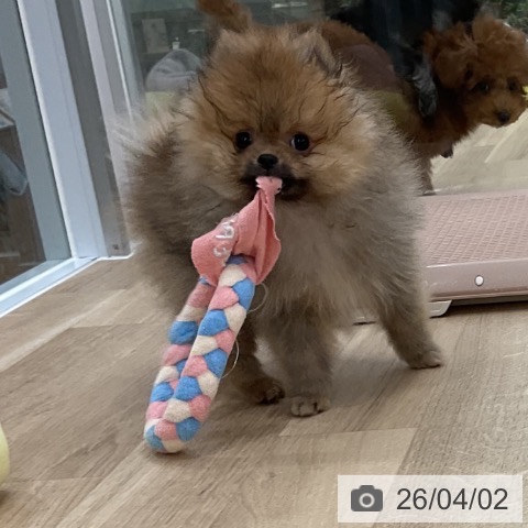 福岡県のポメラニアン (ペットプラス 八幡東店/2026年1月19日生まれ/男の子/オレンジ)の子犬の3枚目の画像