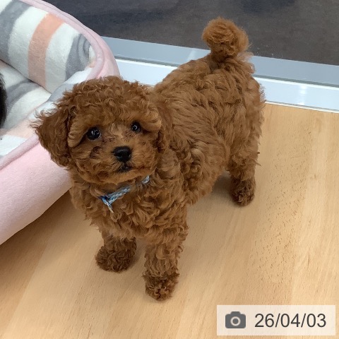 熊本県のトイプードル(トイ) (ペットプラス 熊本店/2026年1月23日生まれ/男の子/レッド)の子犬の3枚目の画像