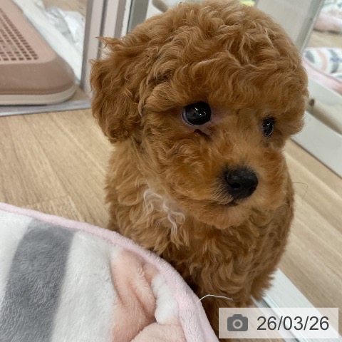 福岡県のトイプードル(トイ) (ペットプラス 八幡東店/2026年1月23日生まれ/女の子/アプリコット)の子犬の4枚目の画像