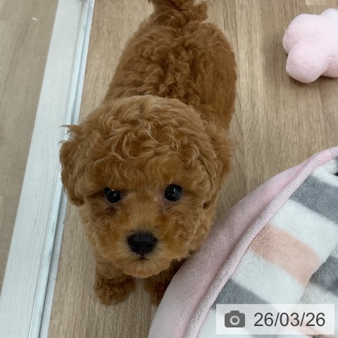 福岡県のトイプードル(トイ) (ペットプラス 八幡東店/2026年1月23日生まれ/女の子/アプリコット)の子犬の3枚目の画像