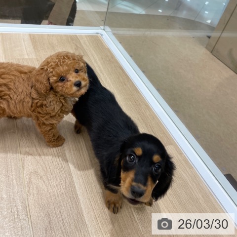 福岡県のトイプードル(トイ) (ペットプラス 八幡東店/2026年1月23日生まれ/女の子/アプリコット)の子犬の4枚目の画像