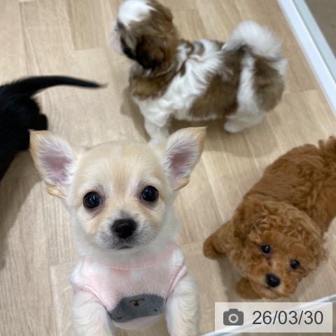 福岡県のトイプードル(トイ) (ペットプラス 八幡東店/2026年1月23日生まれ/女の子/アプリコット)の子犬の3枚目の画像