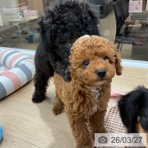 福岡県のトイプードル(トイ) (ペットプラス 八幡東店/2026年1月22日生まれ/男の子/レッド)の子犬の4枚目の画像