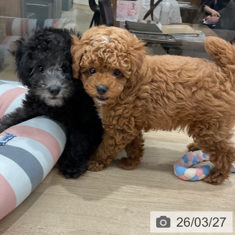 福岡県のトイプードル(トイ) (ペットプラス 八幡東店/2026年1月22日生まれ/男の子/レッド)の子犬の3枚目の画像