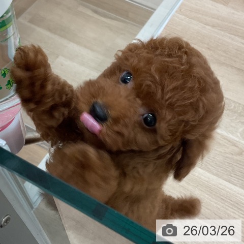福岡県のトイプードル(トイ) (ペットプラス 八幡東店/2026年1月22日生まれ/男の子/レッド)の子犬の4枚目の画像