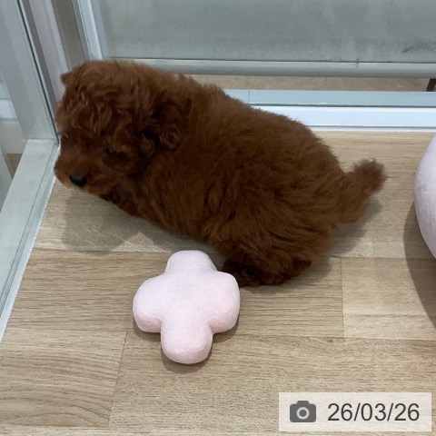 福岡県のトイプードル(トイ) (ペットプラス 八幡東店/2026年1月22日生まれ/男の子/レッド)の子犬の3枚目の画像