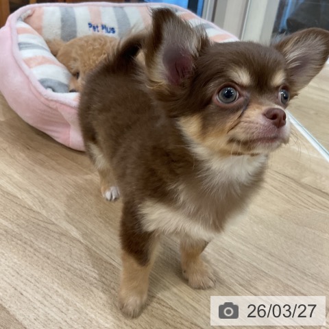 福岡県のチワワ(ロング) (ペットプラス 香椎浜店/2026年1月16日生まれ/男の子/チョコレートタンホワイト)の子犬の4枚目の画像