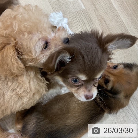 福岡県のチワワ(ロング) (ペットプラス 香椎浜店/2026年1月16日生まれ/男の子/チョコレートタンホワイト)の子犬の4枚目の画像