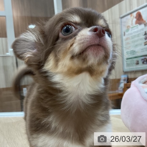 福岡県のチワワ(ロング) (ペットプラス 香椎浜店/2026年1月16日生まれ/男の子/チョコレートタンホワイト)の子犬の3枚目の画像