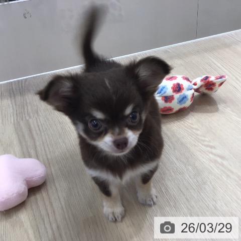 沖縄県のチワワ(ロング) (ペットプラス 沖縄ライカム店/2026年1月16日生まれ/男の子/チョコレートタンホワイト)の子犬の4枚目の画像
