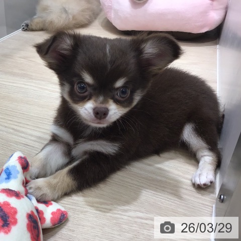 沖縄県のチワワ(ロング) (ペットプラス 沖縄ライカム店/2026年1月16日生まれ/男の子/チョコレートタンホワイト)の子犬の3枚目の画像