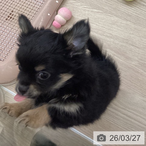 長崎県のチワワ(ロング) (ペットプラス 長崎店/2026年1月22日生まれ/男の子/ブラックタンホワイト)の子犬の3枚目の画像