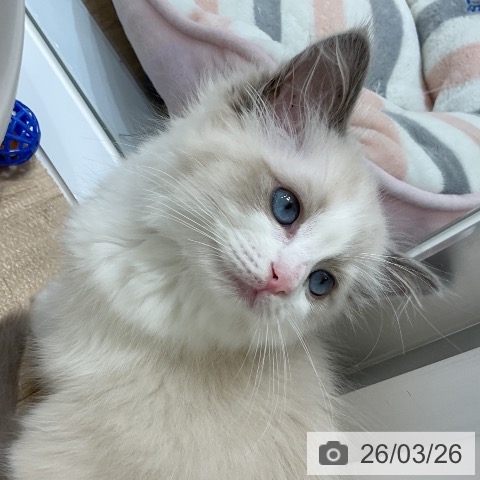 ラグドールの写真