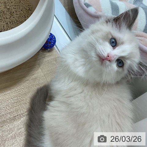 ラグドールの写真