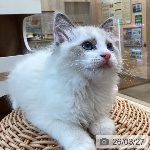 ラグドールの写真