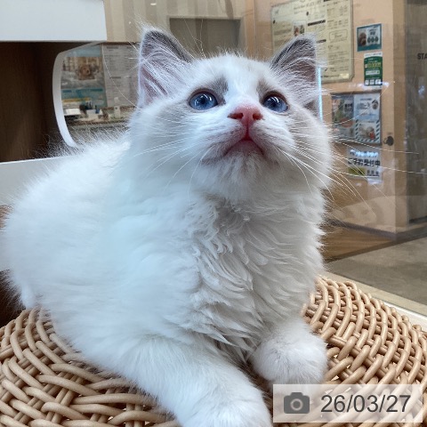 ラグドールの写真