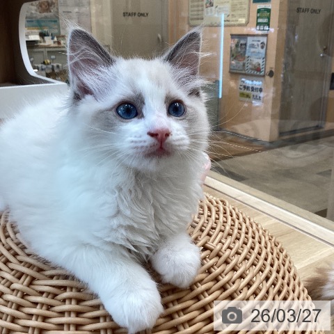 ラグドールの写真