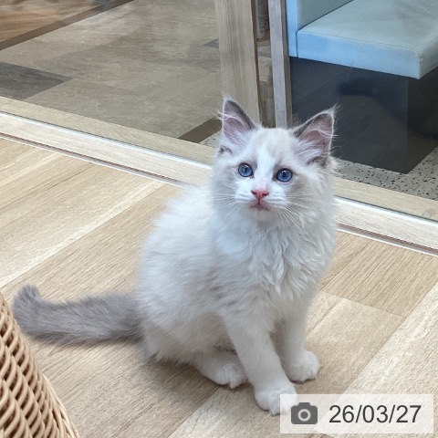 ラグドールの写真