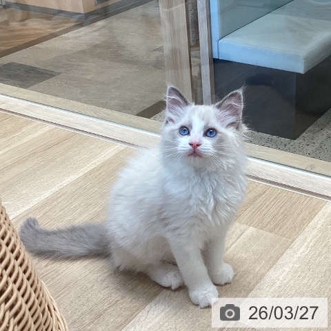 ラグドールの写真