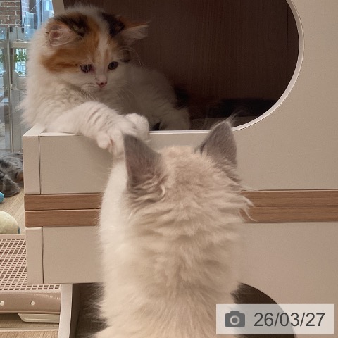 ラグドールの写真