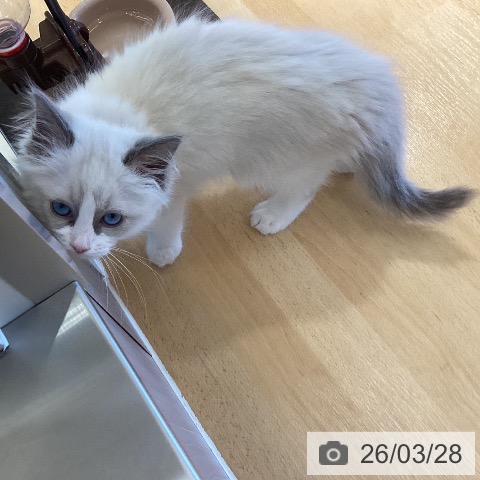 鹿児島県のラグドール (ペットプラス 姶良店/2026年1月19日生まれ/女の子/ブルーポイントバイカラー)の子猫の4枚目の画像