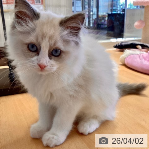 鹿児島県のラグドール (ペットプラス 姶良店/2026年1月19日生まれ/女の子/ブルーポイントバイカラー)の子猫の4枚目の画像