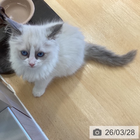 鹿児島県のラグドール (ペットプラス 姶良店/2026年1月19日生まれ/女の子/ブルーポイントバイカラー)の子猫の3枚目の画像