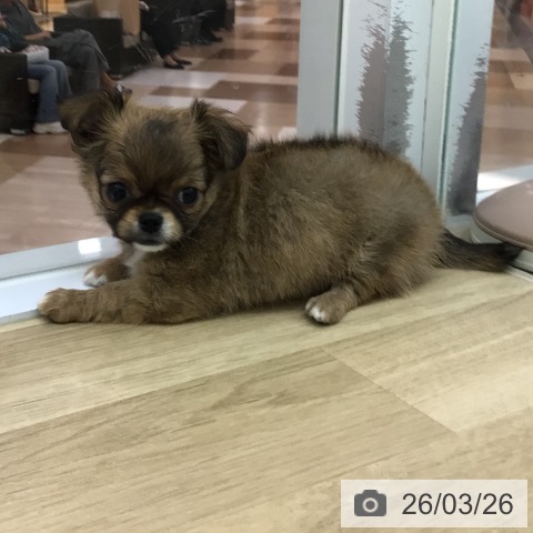 宮崎県のチワワ(ロング) (ペットプラス 宮崎店/2026年1月24日生まれ/男の子/フォーンホワイト)の子犬の4枚目の画像