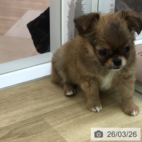 宮崎県のチワワ(ロング) (ペットプラス 宮崎店/2026年1月24日生まれ/男の子/フォーンホワイト)の子犬の3枚目の画像