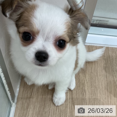 福岡県のチワワ(ロング) (ペットプラス 八幡東店/2026年1月24日生まれ/女の子/ホワイトフォーン)の子犬の4枚目の画像