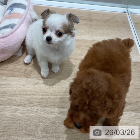 福岡県のチワワ(ロング) (ペットプラス 八幡東店/2026年1月24日生まれ/女の子/ホワイトフォーン)の子犬の3枚目の画像